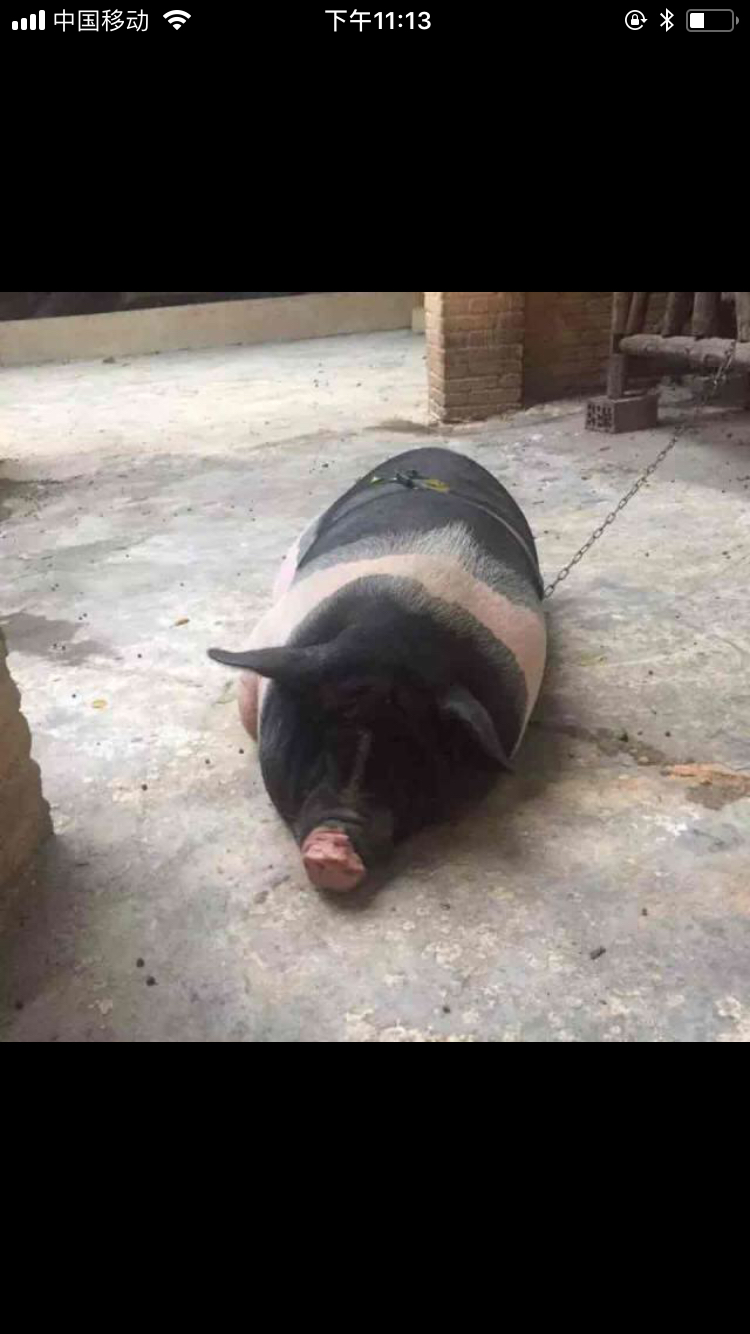 佩奇为什么被叫成吹风机,为什么大家都喜欢小猪佩奇