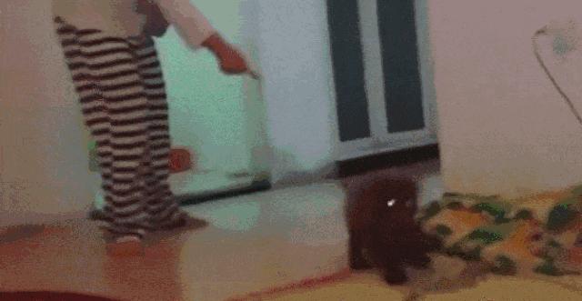 狗狗喝醉了这个样子,宠物狗喝醉