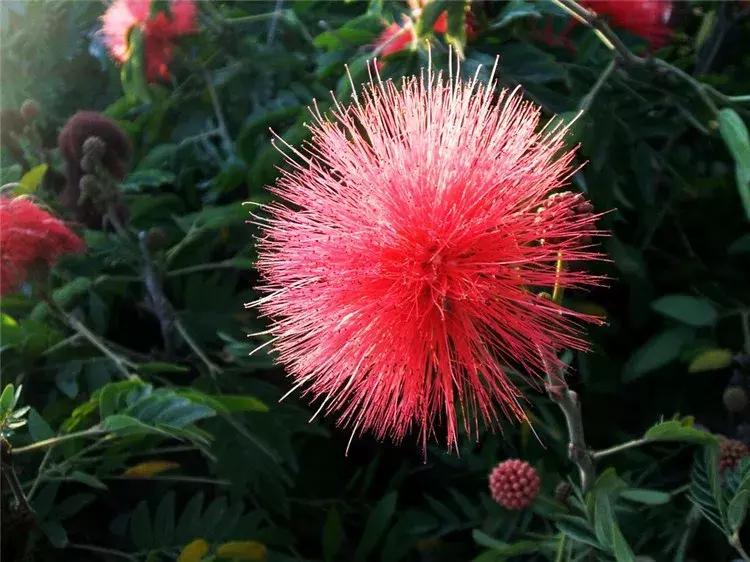 家里养的花多有助睡眠吗,卧室要养的4种睡眠花