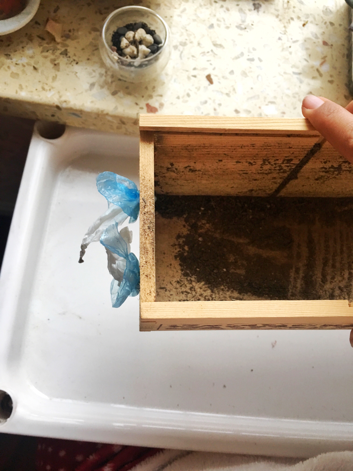 肉肉叶插苗怎么移盆,叶插苗出缀化概率