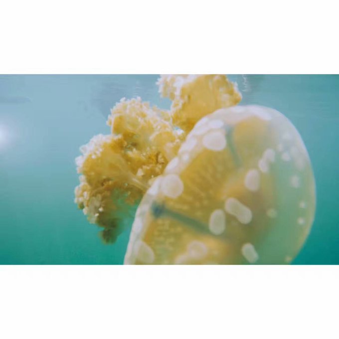 看我这发型酷不酷｜我觉得很可爱啊！帕劳潜水超级赞！