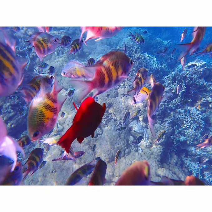 看我这发型酷不酷｜我觉得很可爱啊！帕劳潜水超级赞！