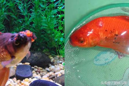 鱼身上有黑斑是什么鱼,鱼身上长黑斑用啥药治