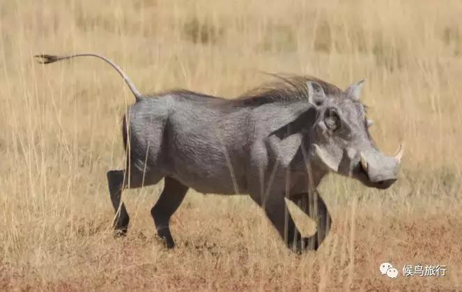 东非野生动物大迁徙,东非动物大迁徙