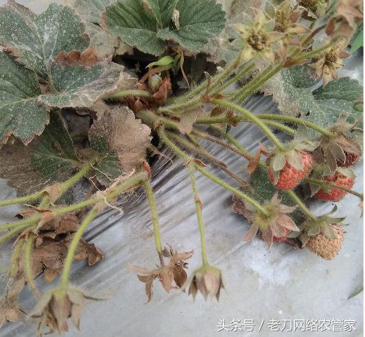 草莓根黄了要不要剪掉,草莓根全部黑了能救吗