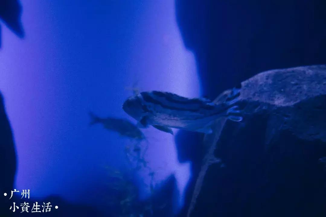 巴南海洋公园一日游攻略 (香港海洋公园游玩攻略)