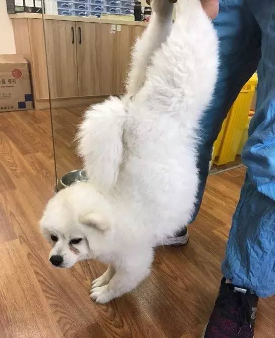 边牧误食了牙签会排出来吗,边牧误食玩具怎么办