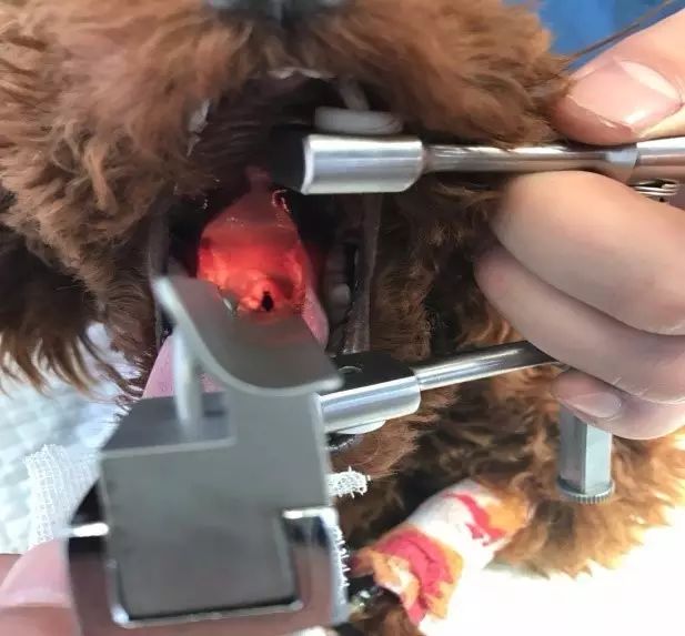 边牧误食了牙签会排出来吗,边牧误食玩具怎么办