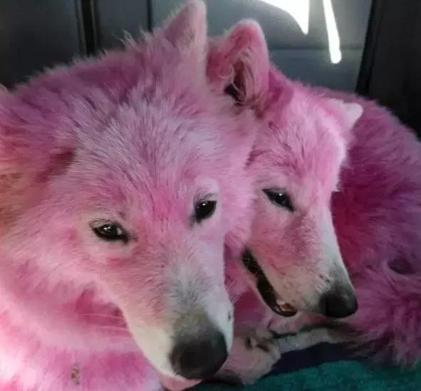 狗狗竟然被主人染色成这样？如果真正的爱它，请拒绝给它染色