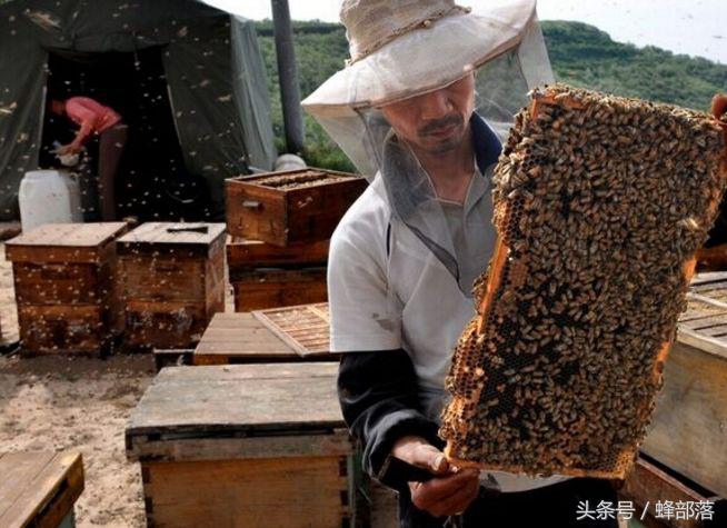 蜜蜂蜇人蜜蜂为什么会死,蜜蜂蜇人会死为什么还要蜇人