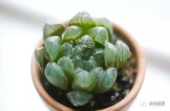 玉露为什么越养越黑,玉露养瘪了