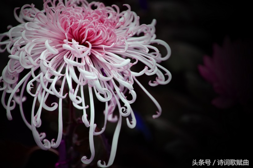 十首简短的爱国诗词,十句表达爱国情怀的诗句