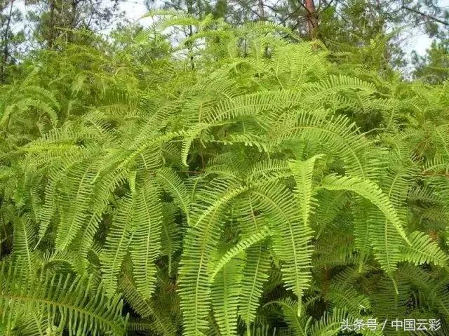 铁芒萁做菜,铁芒萁如何食用