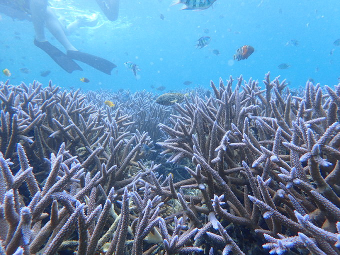 帕劳水下摄影最佳时间,帕劳海上旅游攻略