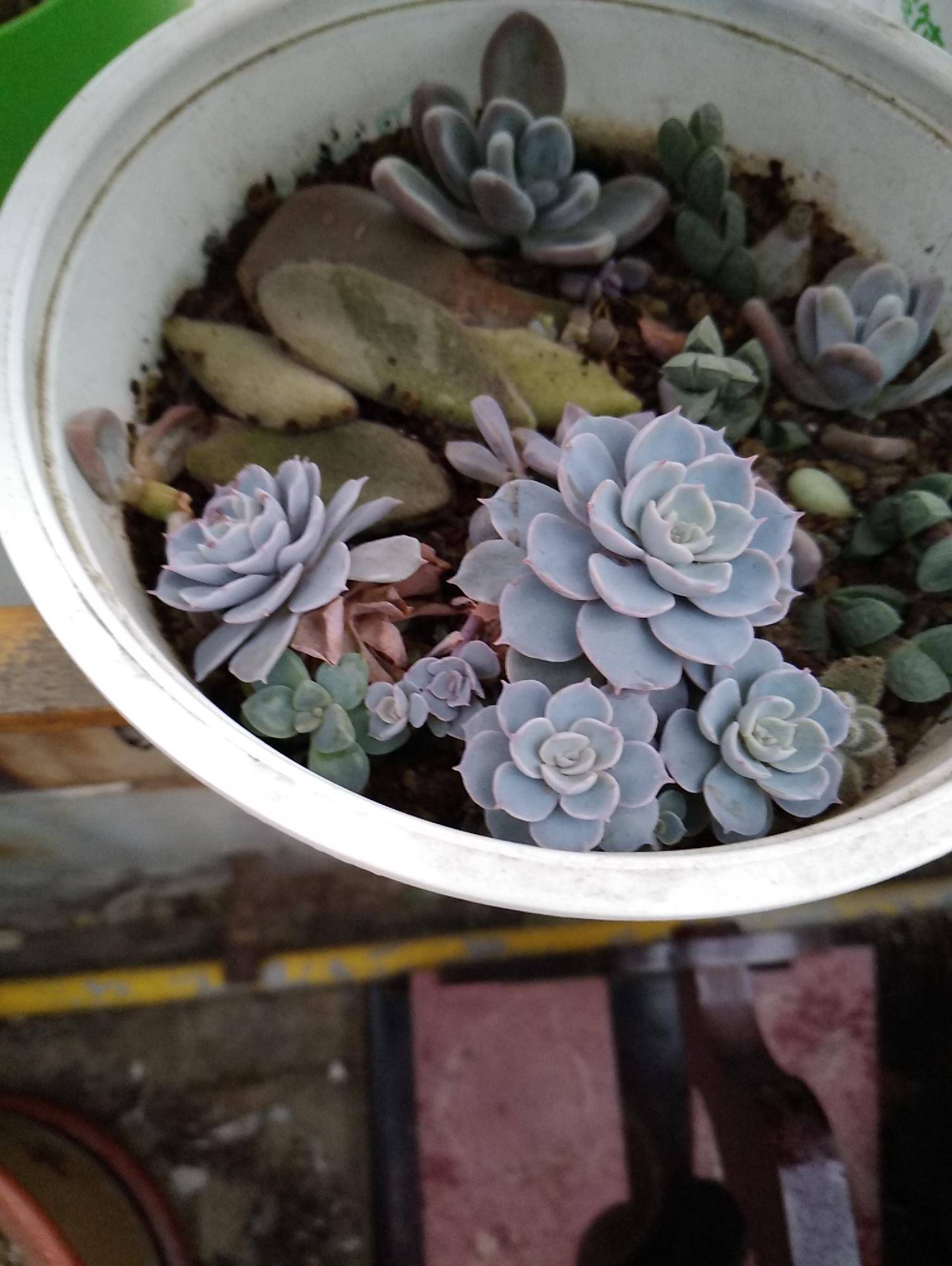 蓝石莲简介,第一美人殉情