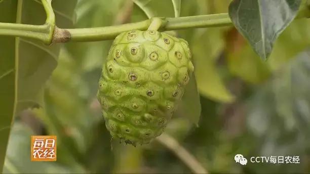 为什么热带的水果又甜又好吃,又酸又苦的热带水果