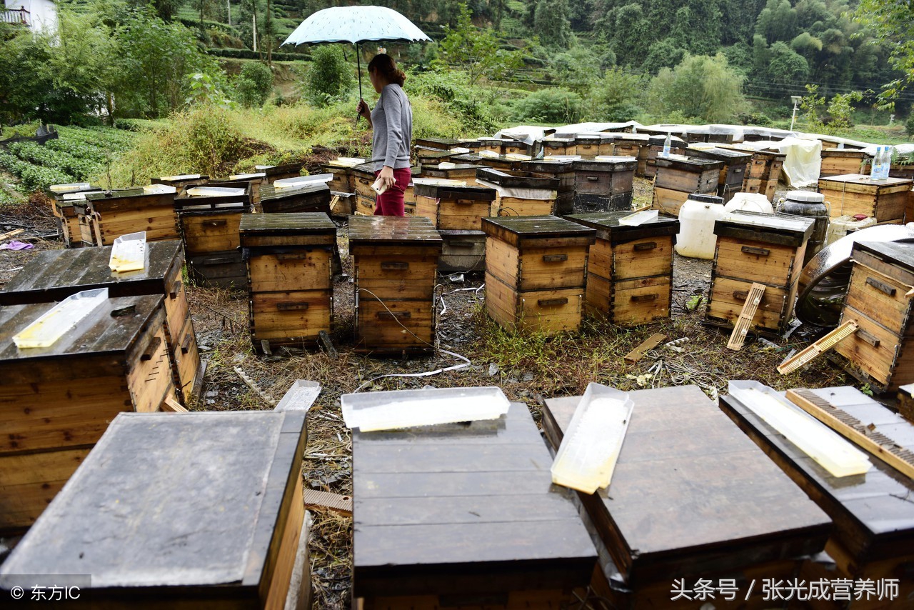 蜂胶不适宜人群有哪些,蜂胶有哪些人不适合吃