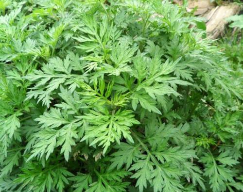 中医药调理妇科,调理妇科的草药