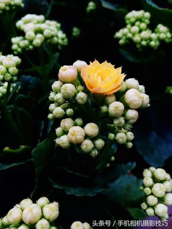 为什么我手机拍照老是改善画质,手机拍照放大就模糊