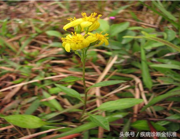 阴道炎鹅掌风、百日咳、偏头痛、咽炎扁桃体炎这棵路边野草就能好