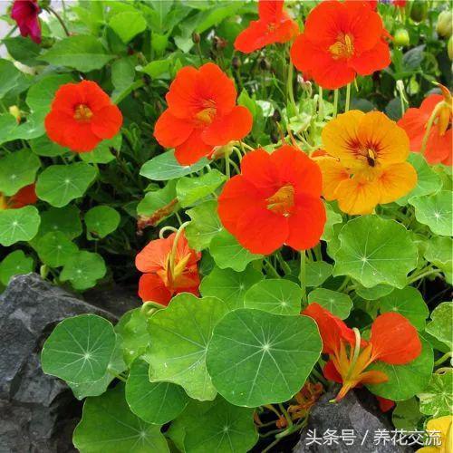 在贫瘠的土地上开出花,金莲花的浇水方法