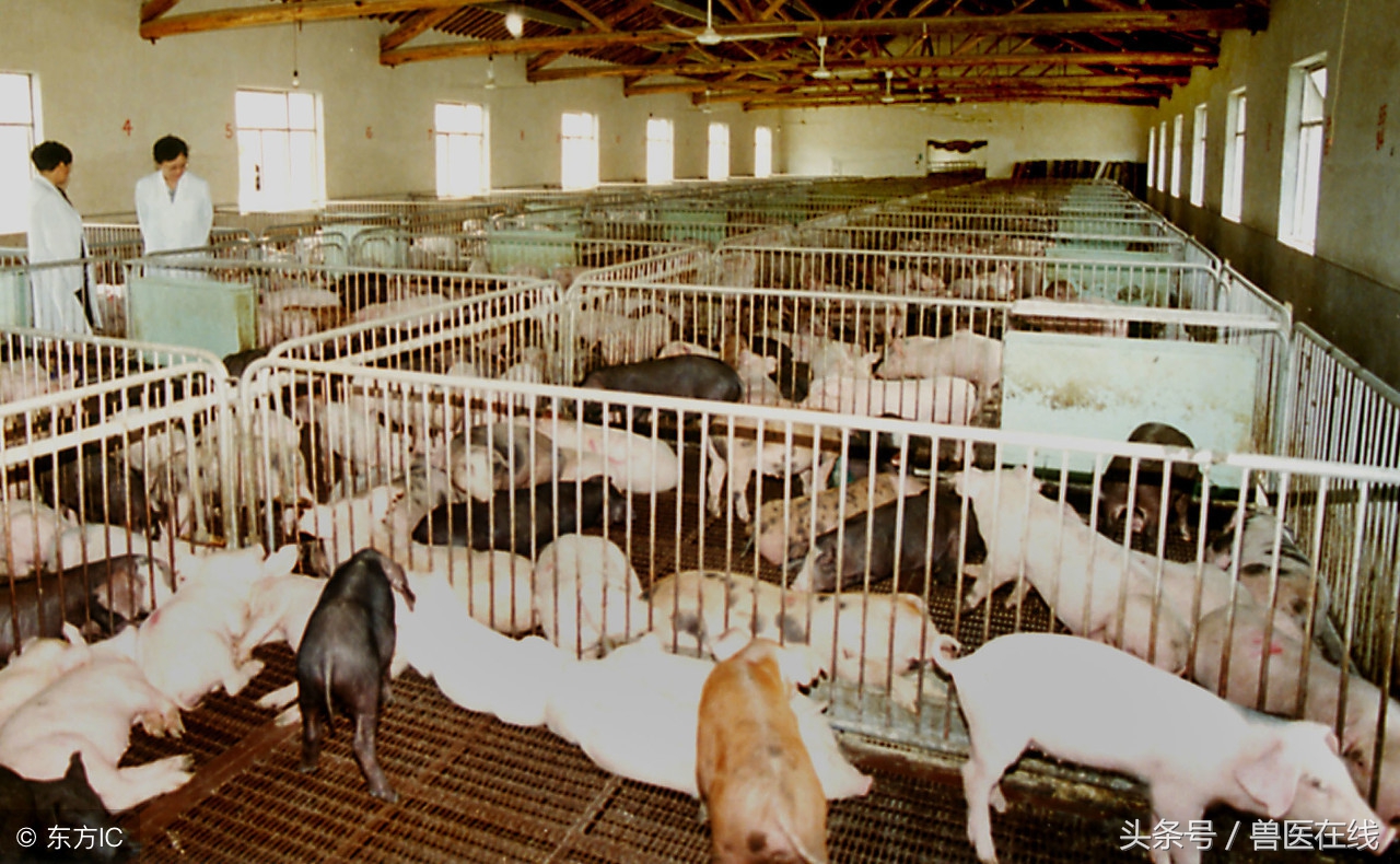 「病例」一例猪败血性链球菌病的诊治过程