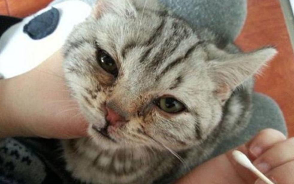 「科普篇」家里的猫咪流眼泪，不要着急，试试这几种解决办法！