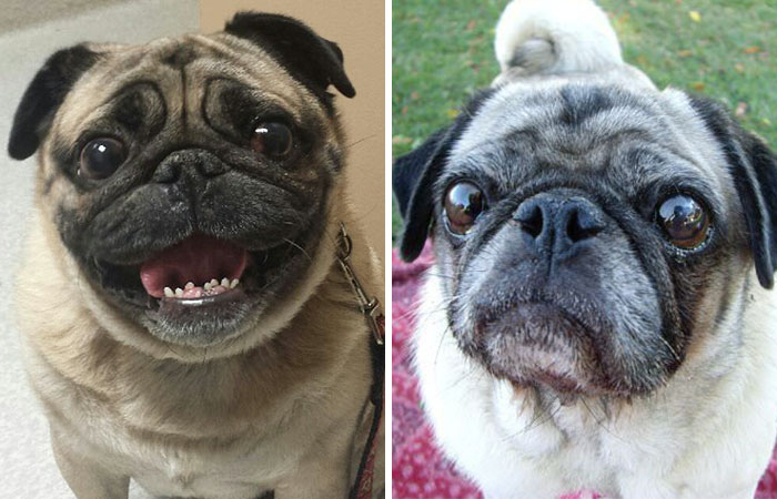 怎么缓解短鼻子狗呼吸问题,为什么短鼻狗呼吸有问题