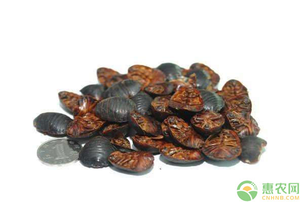 最新养殖品种有哪些,最新改良养殖的新品种有哪些