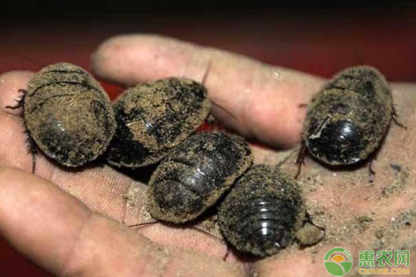 最新养殖品种有哪些,最新改良养殖的新品种有哪些