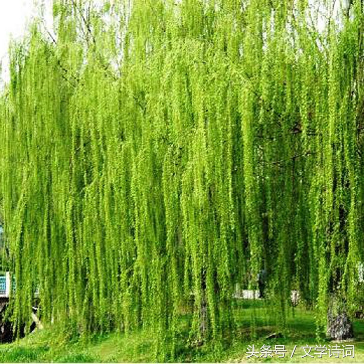 唯美春天里的杨柳诗词,杨柳的诗句古诗大全