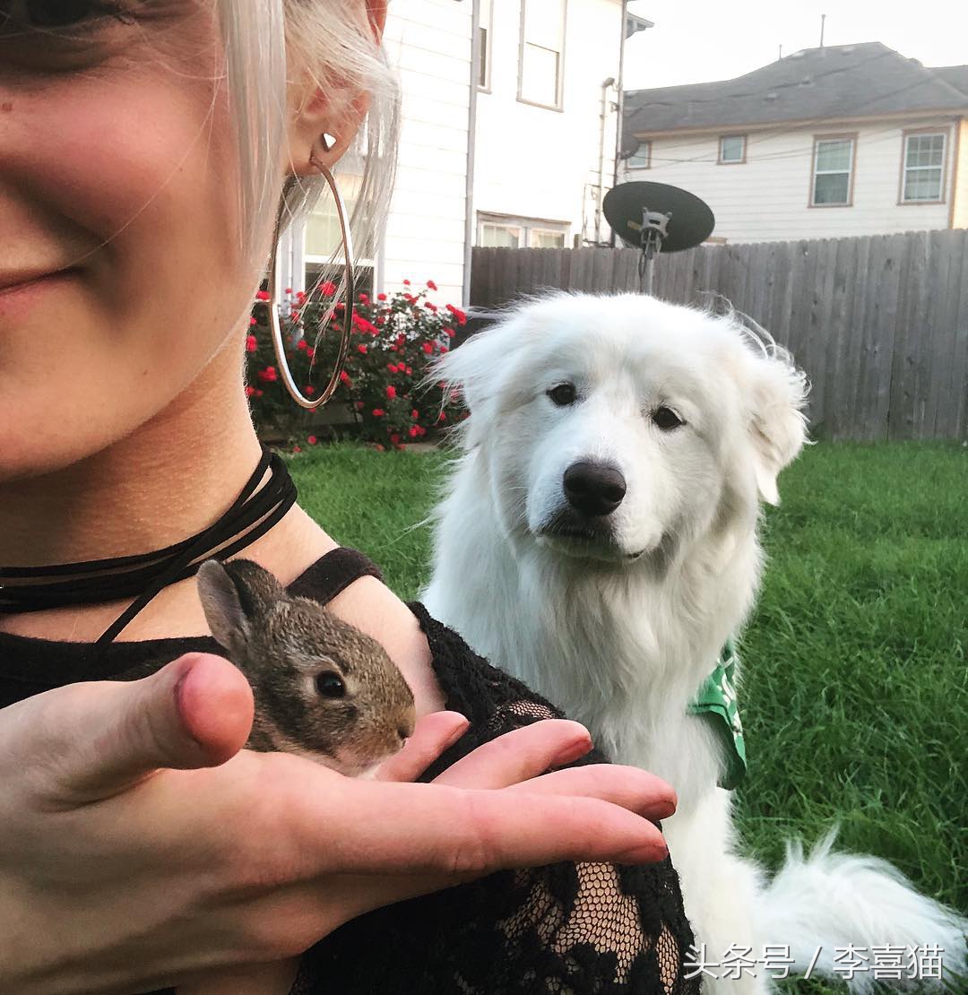 大白熊犬适合农村吗,大白熊犬适合放羊吗