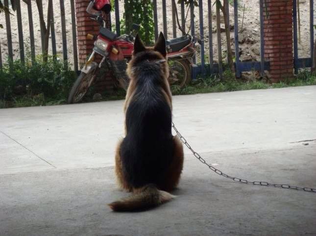 「涵姐说：德国牧羊犬」一篇详细介绍德牧/德国牧羊犬的文章