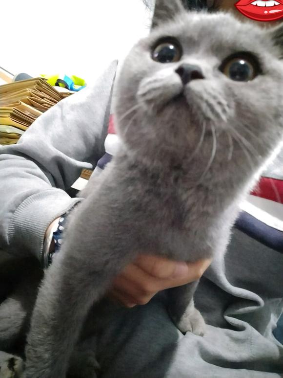 捡到一只英短蓝猫能养吗,被丢弃纯种蓝猫