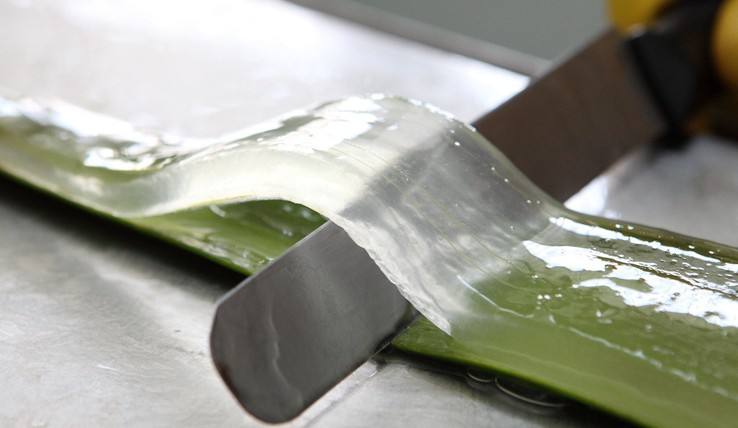 芦荟可以直接涂在脸上美容吗,芦荟抹脸美容吗