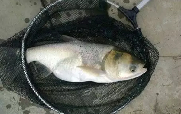 鲢鳙怎么钓最好,鲢鳙怎么钓最好最快