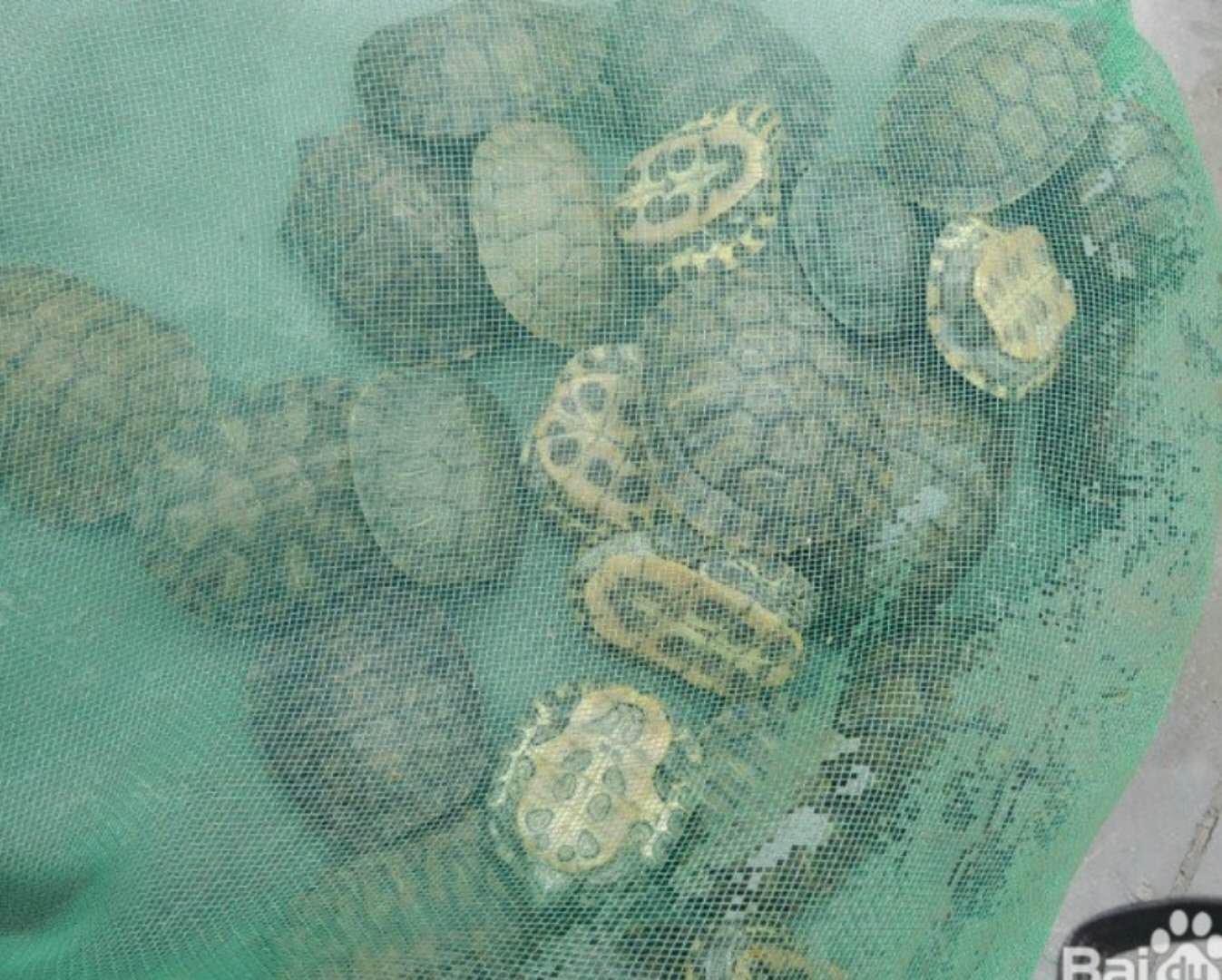 牛蛙死亡多少只,一千只牛蛙捉回来就死了几斤