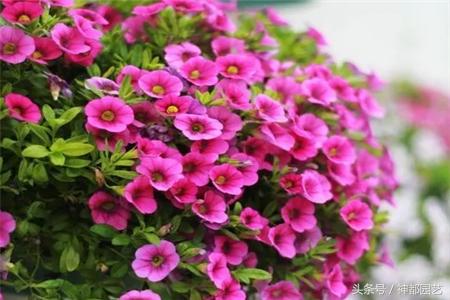 新手适合养的10种花花期长,适合懒人在家养的10种花