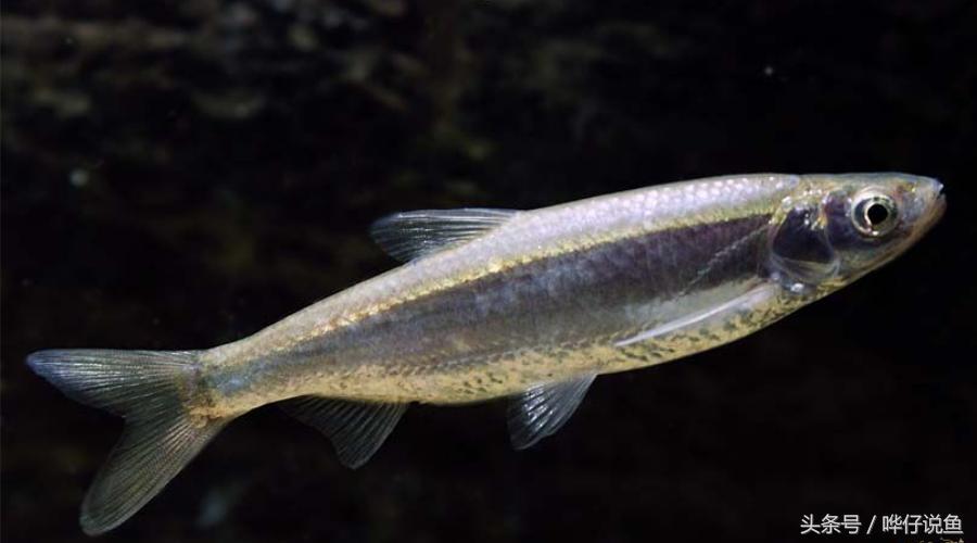 十五种常见不同的观赏鱼,十大凶猛观赏鱼哪个比较好养