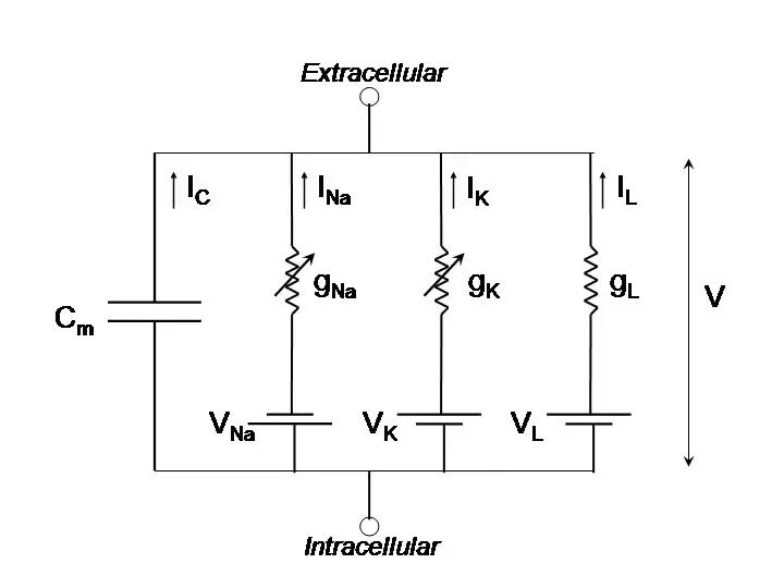 深度神经网络学习,简述人工神经网络的生物学基础