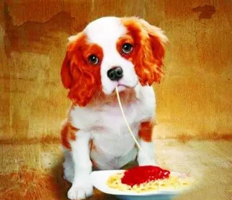 新手养狗必须给狗做检查,新手买狗需要问卖家什么问题