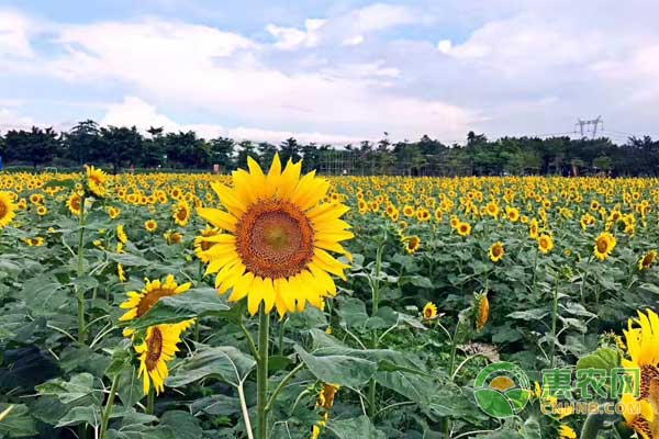 近几年葵花的市场行情,今年8月2日葵花价格查询