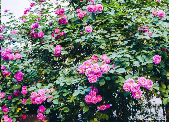 藤本月季重剪后当年能开花吗,藤本月季能养成树月季吗