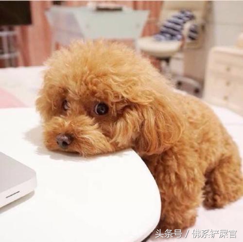 泰迪应该怎么教,泰迪到新家很乖就是不吃饭