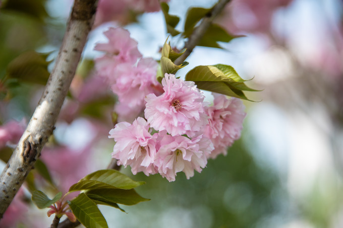 滁州花博园秋景,秋天滁州花博园图片