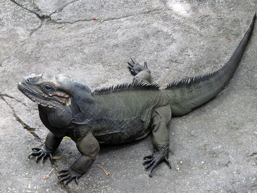 与多米尼加共和国建交的所有国家,多米尼加与中国建交时间