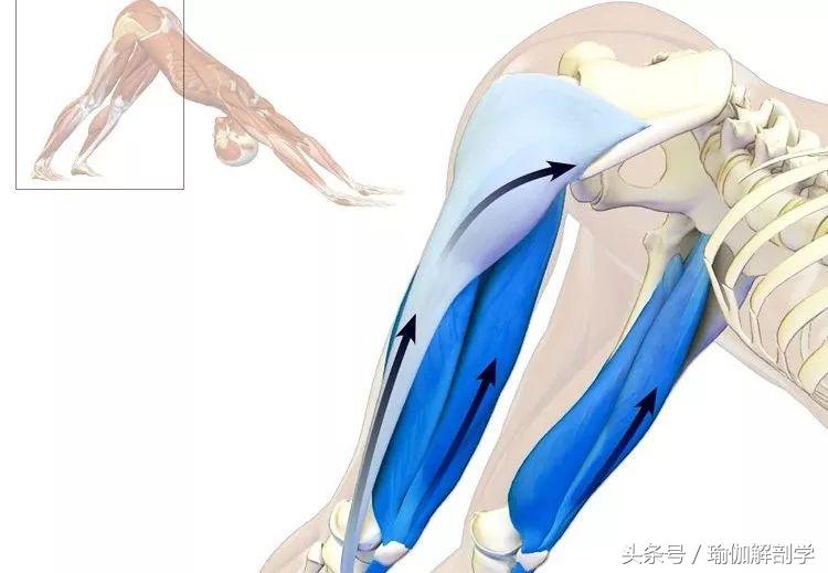 瑜伽下犬式基本功,下犬式瑜伽体式为什么重要