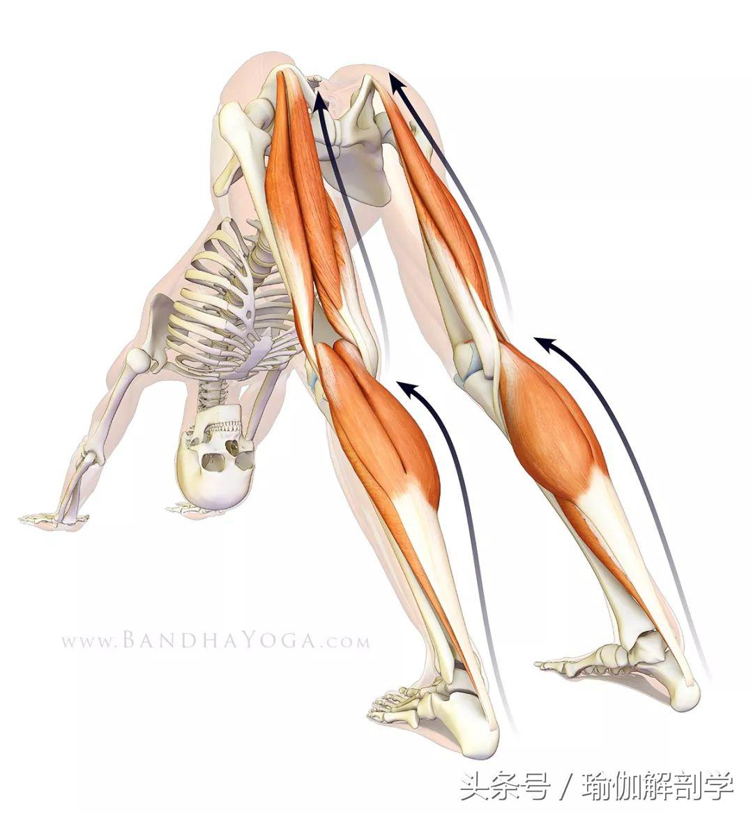 瑜伽下犬式基本功,下犬式瑜伽体式为什么重要