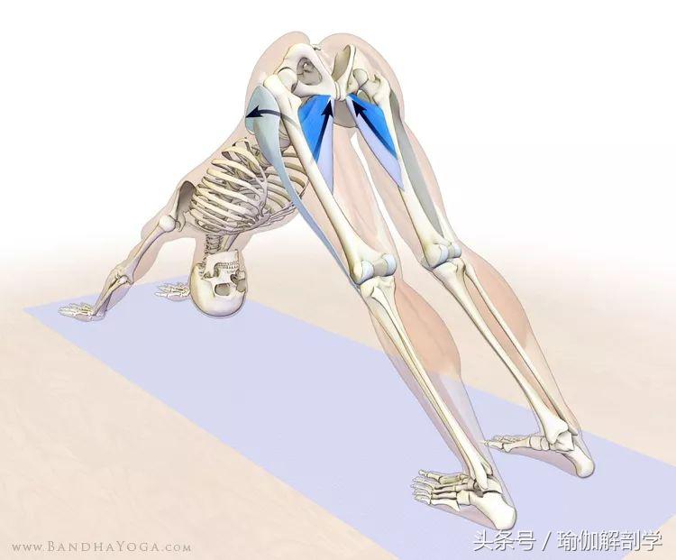 瑜伽下犬式基本功,下犬式瑜伽体式为什么重要