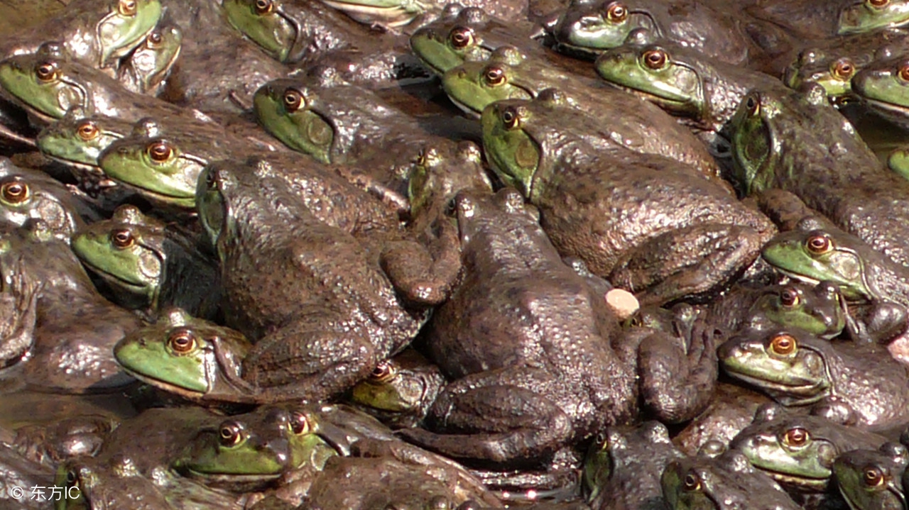 哪些养殖属于特种养殖,所有养殖项目有哪些